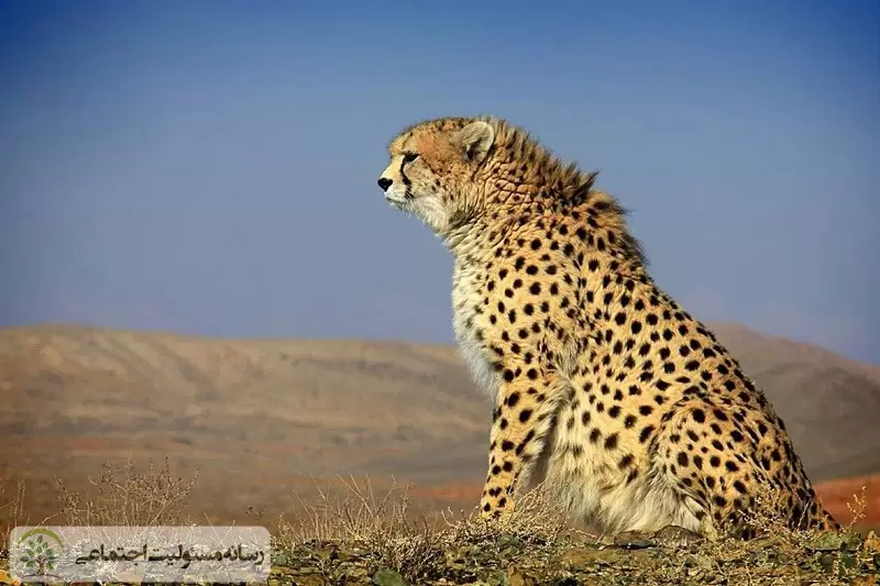 نجات یوز ایرانی از خطر انقراض؛ اولویت نخست سازمان محیط‌ زیست