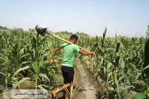 برداشت سیب زمینی