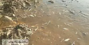 دریاچه زیوار