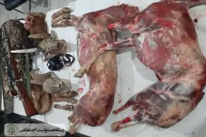شکار