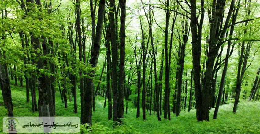 تأثیر حیاتی جنگلها بر زندگی بشر