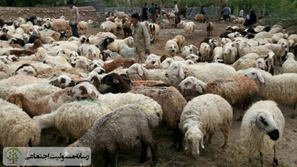 توزیع خوراک دام رایگان در مناطق زلزله زده اندیکا