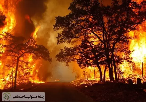 جلوگیری از جنگل سوزی با مسئولیت اجتماعی