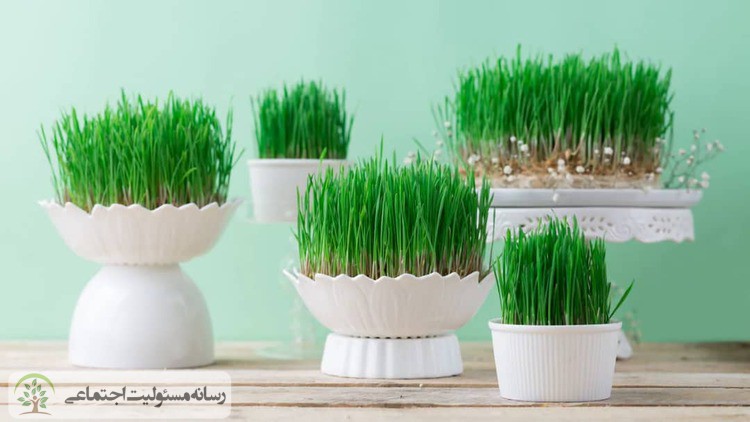 چرا به کمپین کاشت نهال به جای سبزه بپیوندیم ؟