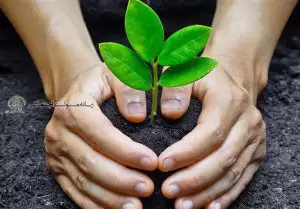 نقش روابط عمومی در توسعه پایدار محیط زیست