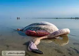 جنجال میانکاله و انحراف از مسئولیت اجتماعی جنجال میانکاله و انحراف از مسئولیت اجتماعی