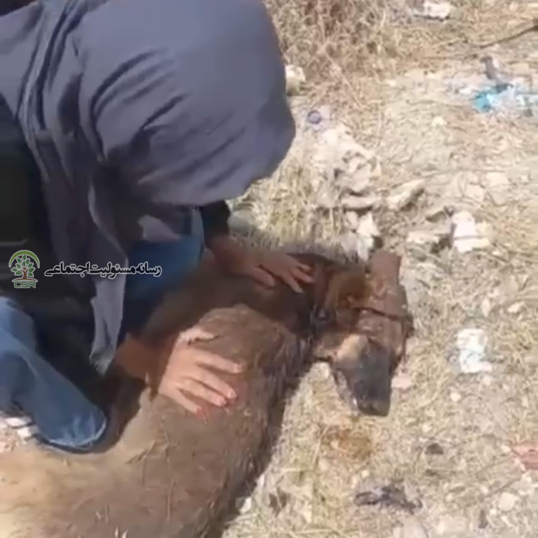 کشتارسگ ها