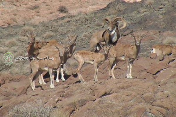 سرشماری حیات وحش زیستگاه های آذربایجان غربی در راستای نیل به توسعه پایدار سرشماری حیات وحش زیستگاه های آذربایجان غربی در راستای نیل به توسعه پایدار