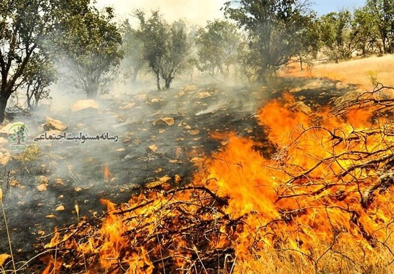 بلوط های زاگرس در آتش جان میدهند