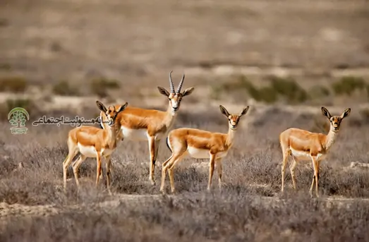 حفاظت از آهوی ایرانی