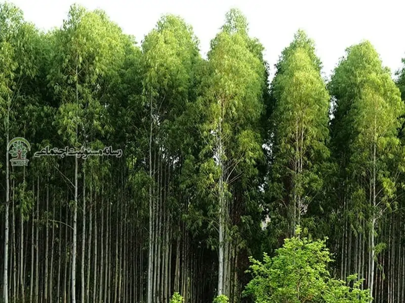 کاشت ۸۵ درصد درختان اکالیپتوس در خوزستان