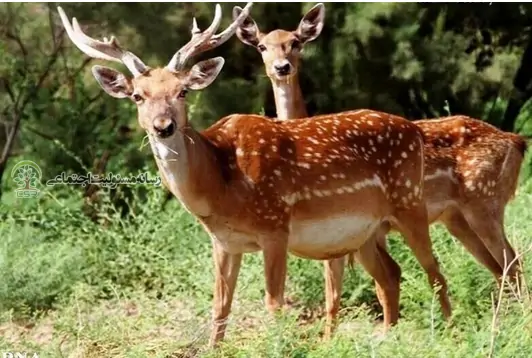 حفاظت از گوزن زرد