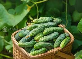 خیار