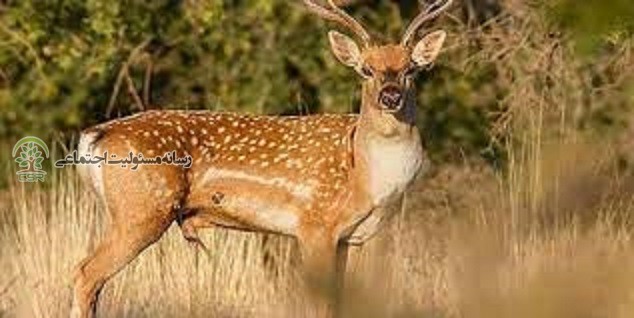 گوزن زرد ایرانی