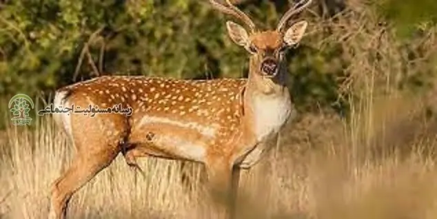 گوزن زرد ایرانی