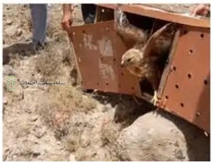آزاد سازی ۱۷ پرنده تیمارشده