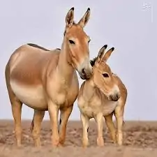 گور ایرانی