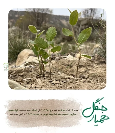 کاشت ۱۹ درخت بلوط (نماد قدرت و استقامت) در جنگلهای زاگرس مسئولیت اجتماعی بیمه نوین