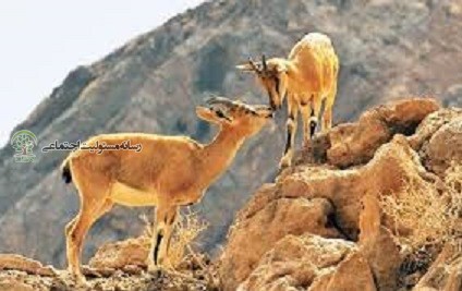 میتوان مهربان بود، حتی با بزهای وحشی کوههای خشک ایرانمسئولیت اجتماعی به سبک بانو آذر+فیلم