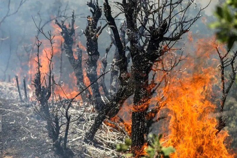 بهشتی: بیش از ۸۰۰ اصله نهال در آتش هزار مسجد از بین رفت – خبرگزاری مهر | اخبار ایران و جهان