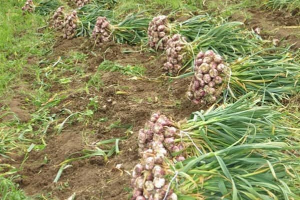 سالاری: ۸۰۰ تن سیر ارگانیک بشاگرد در ۱۲۰ هکتار برداشت می شود – خبرگزاری مهر | اخبار ایران و جهان
