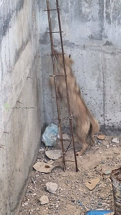 شغال گرفتار در استخر نفتی آغاجاری از مرگ نجات پیدا کرد