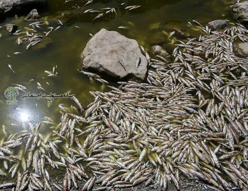 مرگ انبوه ماهی ها در زاینده رود