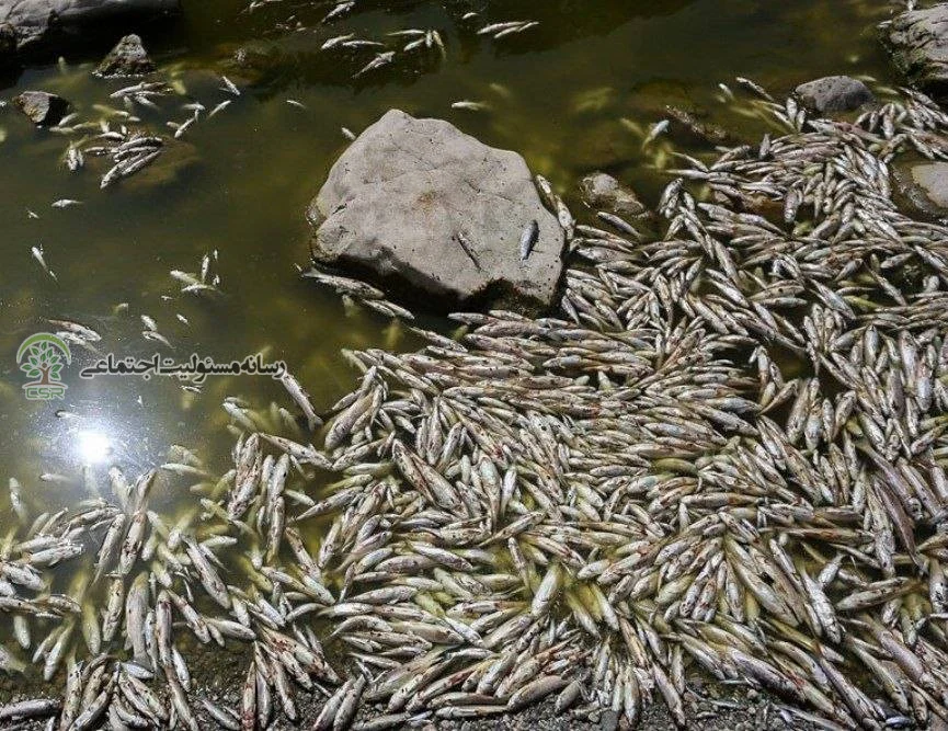 بی مسئولیتی شرکت آب منطقهای فاجعه به بار آورد؛تلفات گسترده ماهیان در زایندهرود مرگ انبوه ماهی ها در زاینده رود